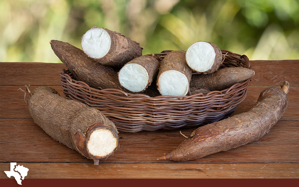 2 Tapioca is Native to Brazil